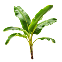 vers banaan Afdeling met levendig bladeren Aan een transparant achtergrond voor creatief gebruiken, banaan Afdeling met bladeren geïsoleerd transparant achtergrond png