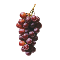 Burmese grapes arranged on a transparent background with a hue showcasing their vibrant colors and texture, Burmese grape on transparent background png