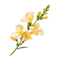Beautiful freesia flower branch isolated on a clean transparent background showcasing its delicate blossoms and vibrant colors, freesia flower isolated on transparent background png