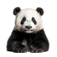 A cute panda sitting calmly against a clean transparent background, showcasing its distinctive black and transparent fur, Panda isolated transparent background png