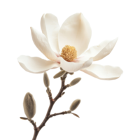 A delicate magnolia flower on a stem with buds captured against a clean transparent background, one magnolia flowerfile of isolated object on transparent background png