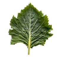 Fresh organic gunnera leaves displayed on a clean transparent background showcasing their vibrant texture and shape, Fresh organic grape with leaves on transparent background png
