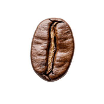 unico caffè fagiolo catturato a partire dal un' diverso angolo in mostra suo distinto Caratteristiche e struttura, diverso angolo di individuale caffè fagiolo isolato png