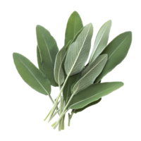 Fresh sage leaves isolated on a clean transparent background for culinary and herbal uses, Sage leaves isolated on transparent background png