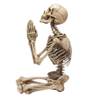 Skeleton in a prayer pose with hands clasped on a plain transparent background, Skeleton prayer isolated on transparent background. Skeletal human praying to lord png