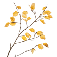 Birch branch with dry autumn yellow leaves captured in a serene moment of seasonal change, birch branch with dry autumn yellow leaves, file of isolated object on transparent background png