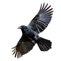 A raven soars against a transparent background, flaunting its impressive wingspan and glossy feathers, flying raven, file of isolated object on transparent background png
