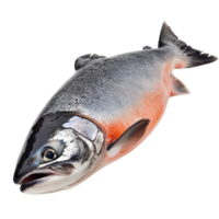 A salmon fish rests on a pure transparent background, highlighting its sleek body and distinctive coloring, Salmon Fish Isolated on transparent background png