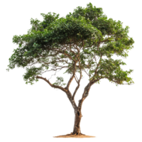 A large tree with lush branches standing alone against a clean transparent backdrop, big tree and branches of tree on transparent backgroundfile png