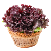 Fresh red lettuce harvested and placed in a woven basket, showcasing vibrant color against a clean transparent background, Fresh red lettuce in the basket isolated on transparent background png