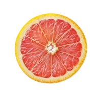 Ripe half of pink grapefruit on a clean transparent background showcasing its juicy segments and vibrant color, Ripe half of pink grapefruit citrus fruit isolated on transparent background png