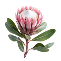 Beautiful protea flower showcasing vibrant pink and green hues on a pristine transparent background for botanical appreciation, protea flower on transparent background png