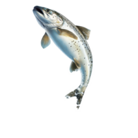 Realistic fish leaping out of water with splashes isolated on a transparent background, Realistic Fish Leaping Out of Water Isolated on transparent background png