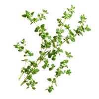 Fresh thyme leaves isolated on a clean transparent background for culinary and aromatic use in cooking, thyme leaves isolated on transparent background png