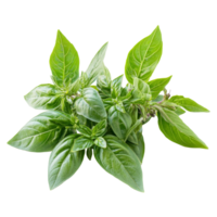 Fresh Thai basil leaves isolated on a transparent background, highlighting their vibrant green color and texture, thai basil isolated on transparent background png