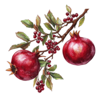 A branch of ripe pomegranates with lush leaves displayed on a bright transparent background, Branch of delicious pomegranates on whtie background cutouts png