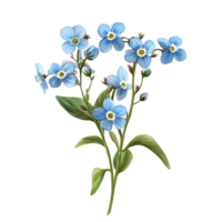 Delicate forgetmenot flowers arranged in a beautiful cluster on a clean transparent background, forget me not flowers isolated on transparent background png