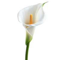Elegant transparent cala lily flower isolated with a vibrant yellow stamen on a pure transparent background, cala lily flower isolated on transparent background png