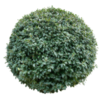 Round bush with dense green foliage against a plain transparent background showcasing natural structure and design, round bush transparent background png