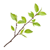 Spring twig with fresh green leaves isolated on a transparent background highlighting natures renewal, spring twig with green leaves isolated on transparent background png