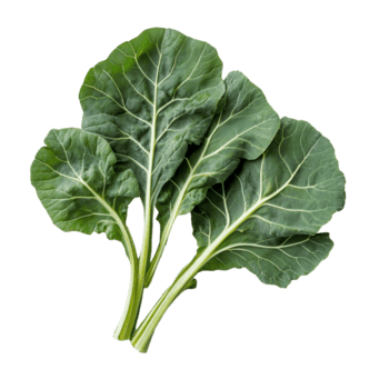 Fresco orgánico verde berza verduras en un limpiar transparente antecedentes Listo para Cocinando o ensaladas, Fresco orgánico verde coles hoja transparente antecedentes. coles salir transparente antecedentes png