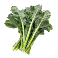 Fresh Chinese broccoli on a clean transparent background, showcasing its vibrant green color and crisp texture, ideal for healthy meals in any season, chinese broccoli on transparent background png