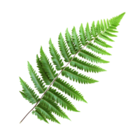 A vibrant green fern leaf isolated against a clean transparent background showcasing its delicate fronds and texture, Green fern leaf isolated on transparent background png