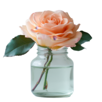A delicate peach rose elegantly displayed in a glass jar against a soft transparent background, Rose in a glass jar on transparent background. Rose flower glass jar transparent background png