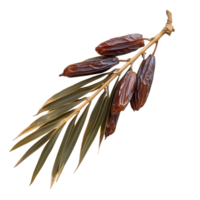 Dried date palm branch with leaves and fruit isolated on a transparent background for culinary and decorative use, dried date palm with leaf isolated on transparent background png