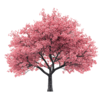 A beautiful cherry tree with vibrant blooms stands alone against a transparent background, showcasing the elegance of spring in full bloom, Cherry tree isolated transparent backgroundGenerative IA png