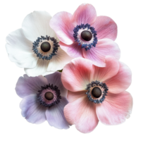 Beautiful anemone flowers showcasing vibrant colors isolated against a clean transparent background, of anemone flowers isolated against a transparent background png