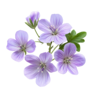 Delicate Geranium phaeum flowers beautifully arranged on a transparent background showcasing their vibrant colors, Geranium phaeum flowers isolated on transparent background png