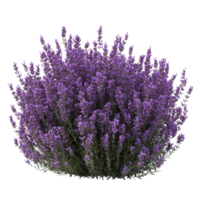 A vibrant bush of purple lavender flowers in full bloom during sunny daylight, a large bush of purple lavender flowers, file of isolated object with shadow on transparent background png