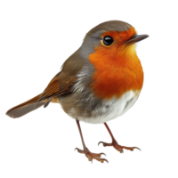 A vibrant robin perched gracefully against a pristine transparent backdrop in natural light, robin on transparent background png
