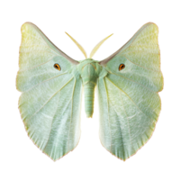 Stunning green moth wings with leaf texture isolated on a transparent background showcasing intricate details, Green Moth Wings with Leaf Texture, Isolated on transparent background png