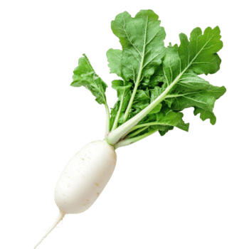 Fresco transparente rábano con vibrante verde hojas en contra un limpiar transparente fondo, Perfecto para culinario utilizar y presentación, Fresco transparente rábano en transparente antecedentes png
