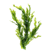 Fresh green algae isolated on a transparent background showcasing natural textures and vibrant colors, Fresh green algae isolated on transparent background. Algae transparent background png