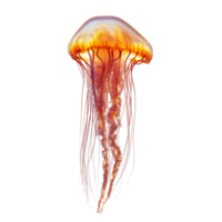 A vibrant jellyfish gracefully floats against a stark transparent background in a tranquil setting, Jellyfish isolated on transparent background png