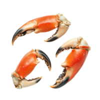 Boiled crab claws arranged on a clean transparent background for culinary presentation and enjoyment, Boiled crab claws isolated on transparent background png