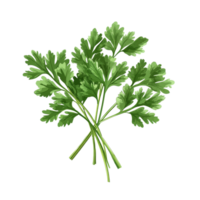Fresh parsley herb isolated on a clean transparent background for culinary and decorative use, Parsley herb isolated on transparent background png
