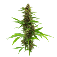 Cannabis hemp plant with vibrant green leaves and dense buds against a transparent background in a studio setting, Cannabis hemp plant transparent background png