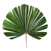 A beautifully crafted fan made from palm leaves displayed on a transparent background for artistic appreciation, fan made from palm leaves on transparent backgroundfile png