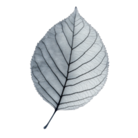 Delicate skeleton leaf isolated on a transparent background showcasing intricate natural patterns and textures, transparent background or transparent background with a single, isolated natural leaf png
