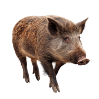 Wild boar walking on a transparent background, showcasing its distinctive features and natural movement, Wild Boar isolated on transparent background png