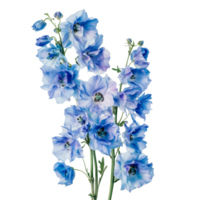 Delphinium flowers in a delicate bouquet featuring transparent accents for elegant floral arrangements, delphinium Flowers Floral Bouquets flowers with transparent background png