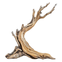 Wood sculpture of dry tree with natural curves, highlighting natures artistry on a transparent background, Dry tree wood isolated on transparent background. Tree wood transparent background png
