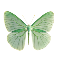 Beautiful green moth wings resembling leaf texture isolated on a transparent background, Green Moth Wings with Leaf Texture, Isolated on transparent background png