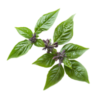 Fresh Thai basil with green leaves and purple flowers isolated on a transparent background for culinary uses, thai basil isolated on transparent background png