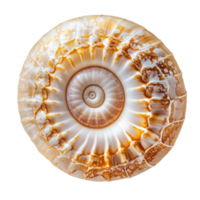 Isolated view of a nautilus shell showcasing intricate patterns and textures against a transparent background, nautilus isolated on transparent background png