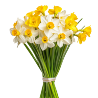 A vibrant bouquet of daffodil flowers in cheerful yellow and transparent on a clean transparent background, Bouquet of dafodil flowers, isolated on transparent background png